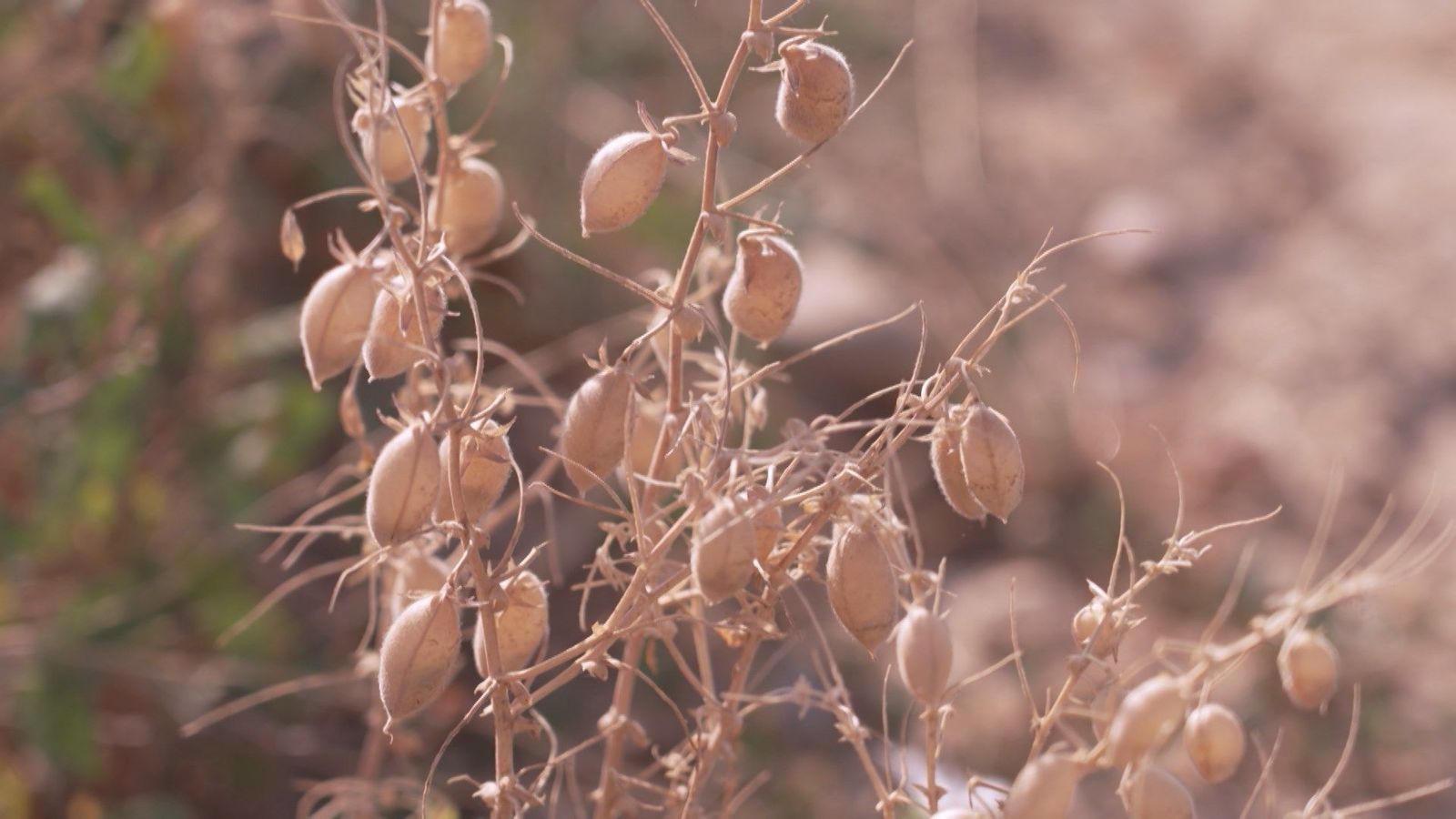 Así son los garbanzos creados desde cero por el Imidra