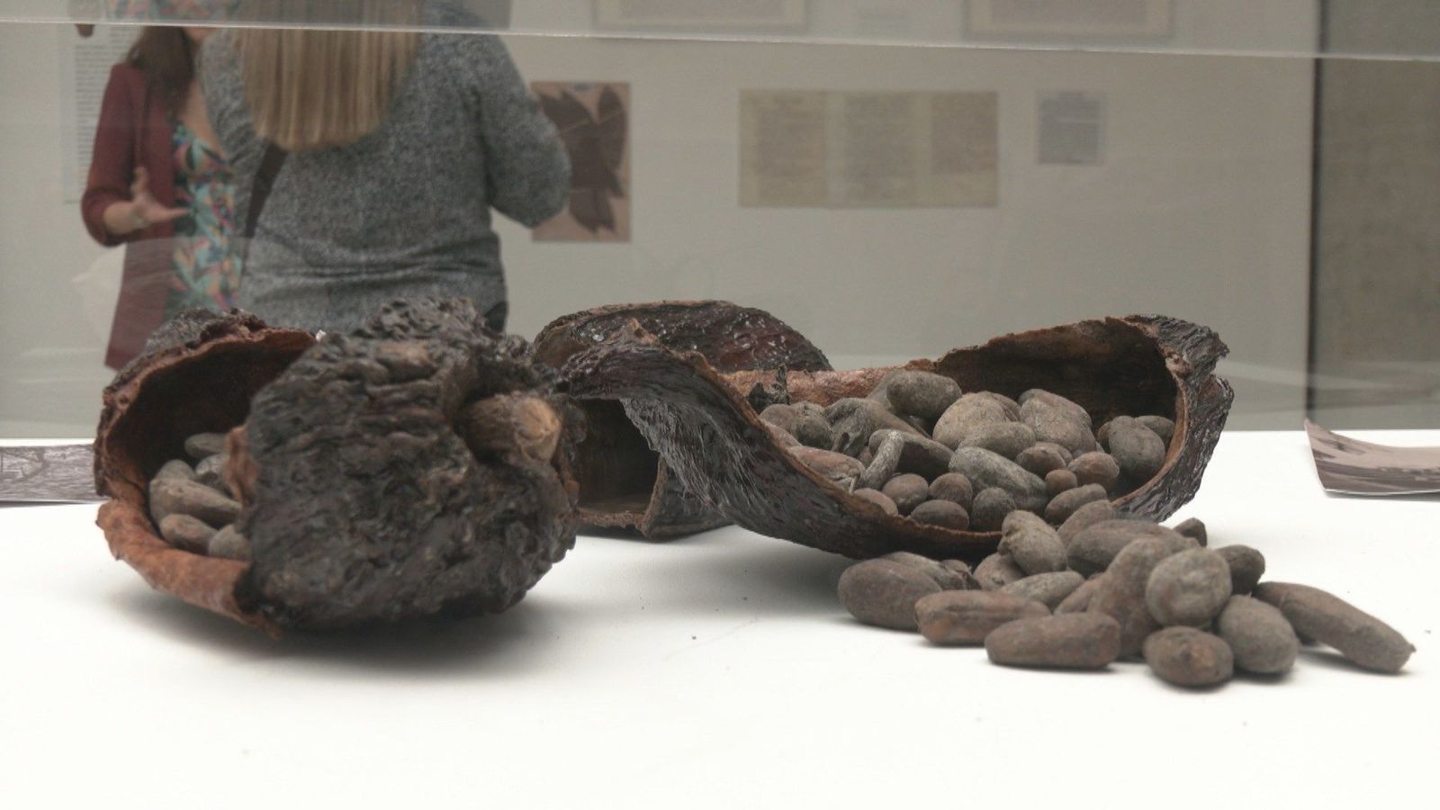 El Real Jardín Botánico nos propone un viaje a través del cacao de Ecuador