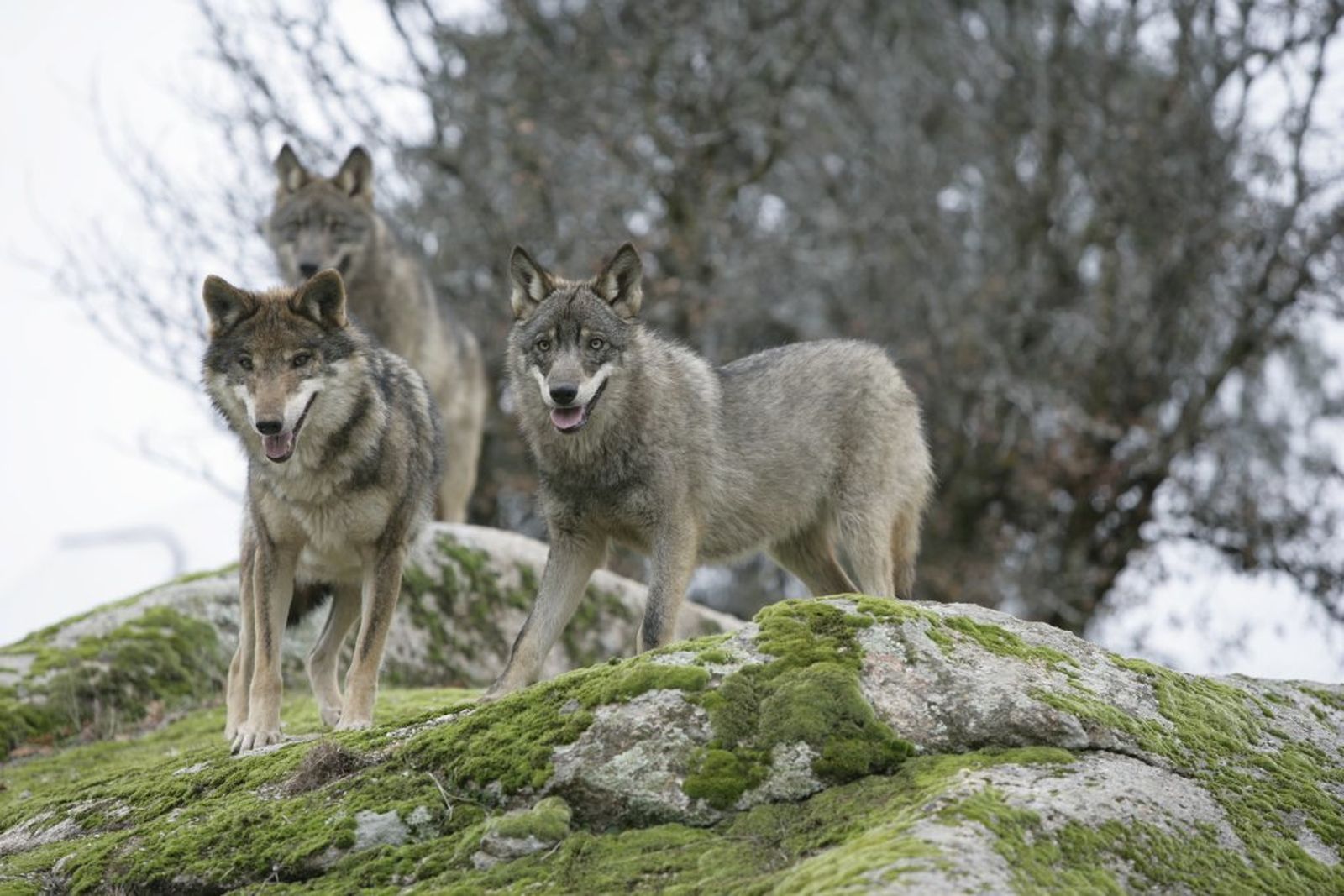 Manada de lobo ibérico