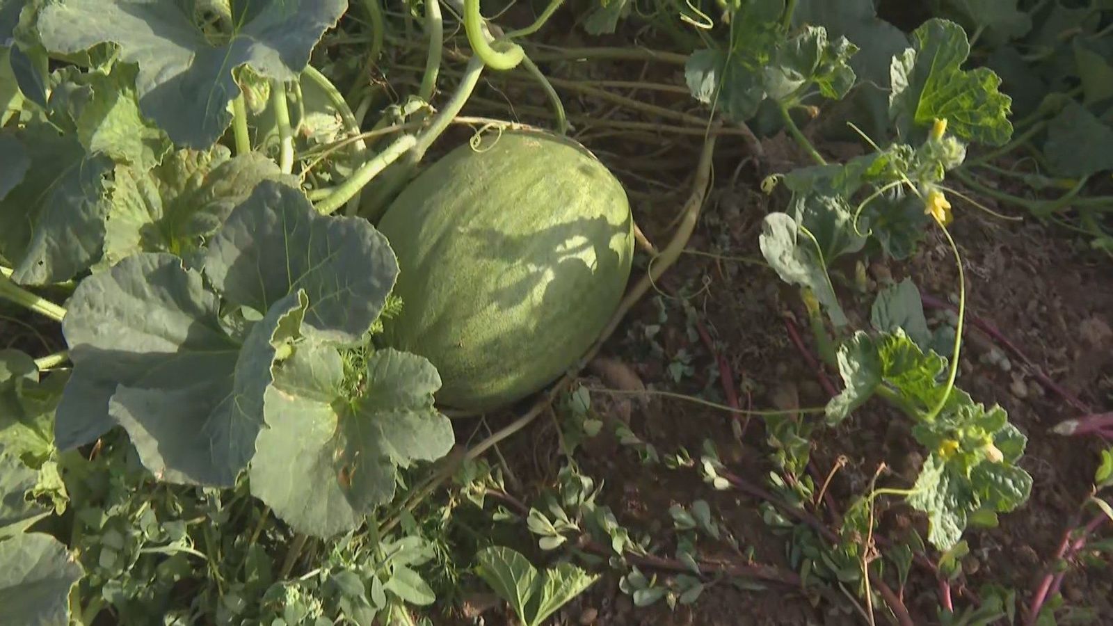 El melón de Villaconejos afronta una campaña marcada por el calor y los bajos precios