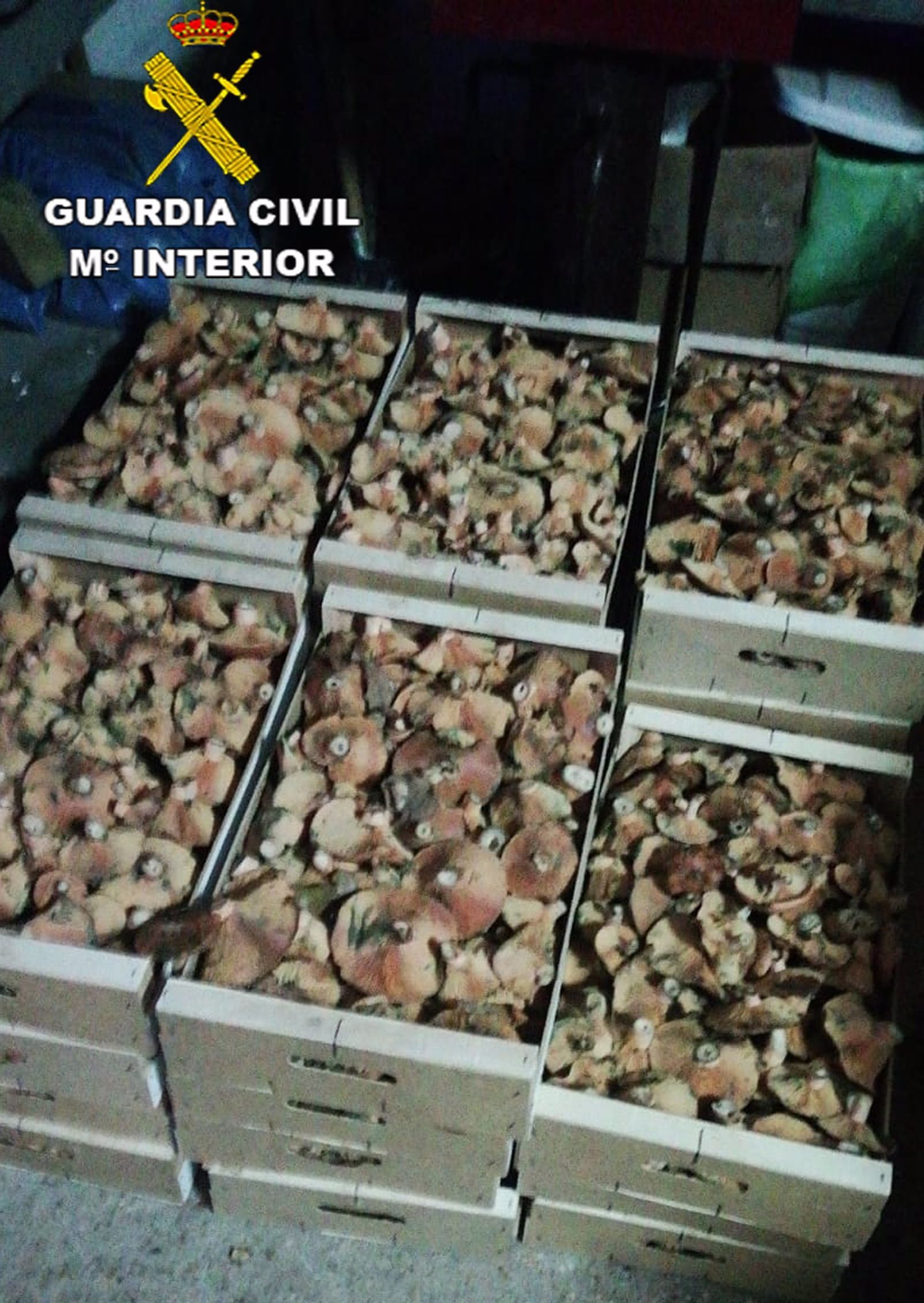 Dos hombres intentan pasar 70 kg de níscalos de Segovia a Madrid con el permiso de recolección de otra persona