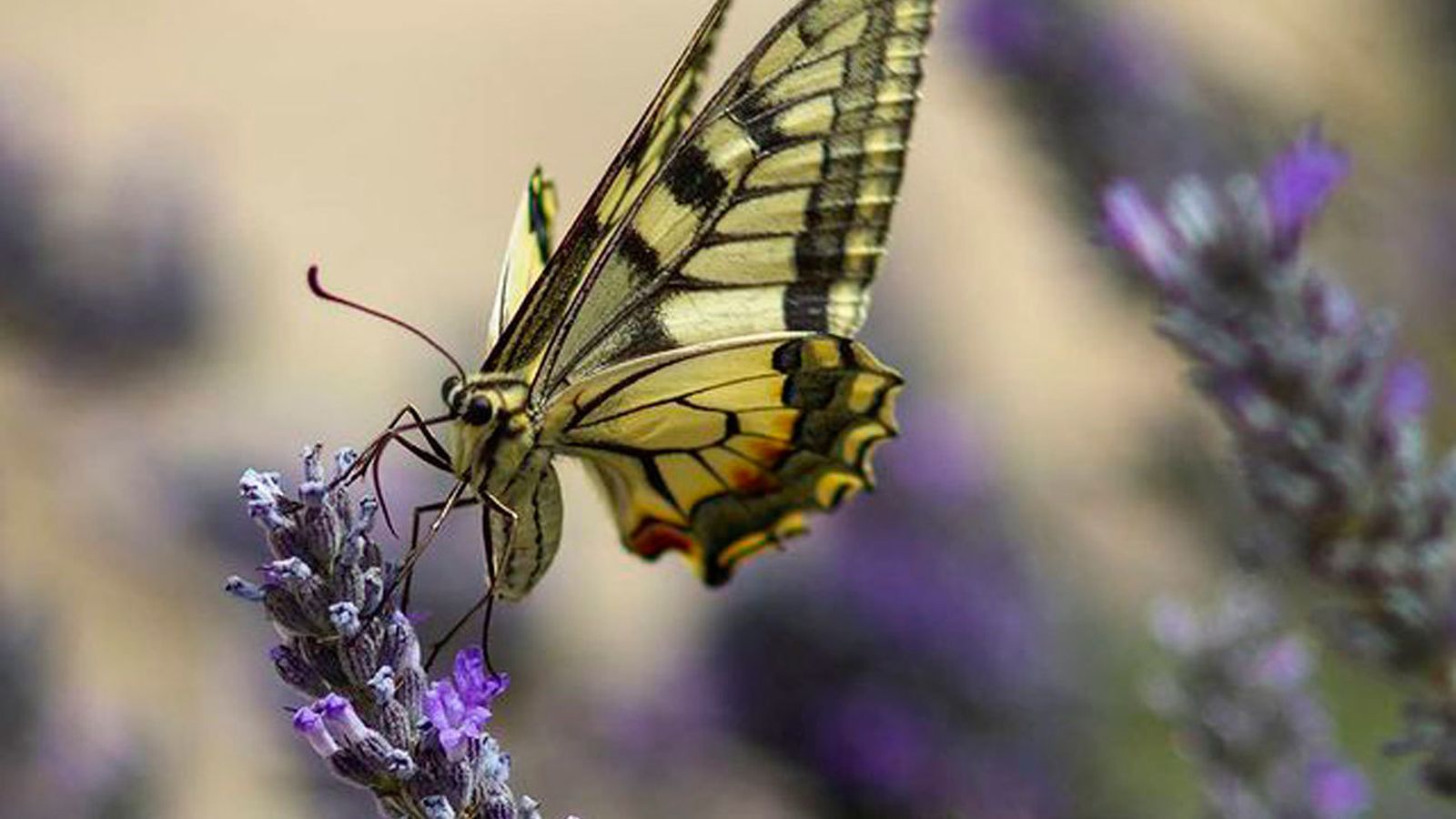 Mariposa sobre lavanda, La Pedriza