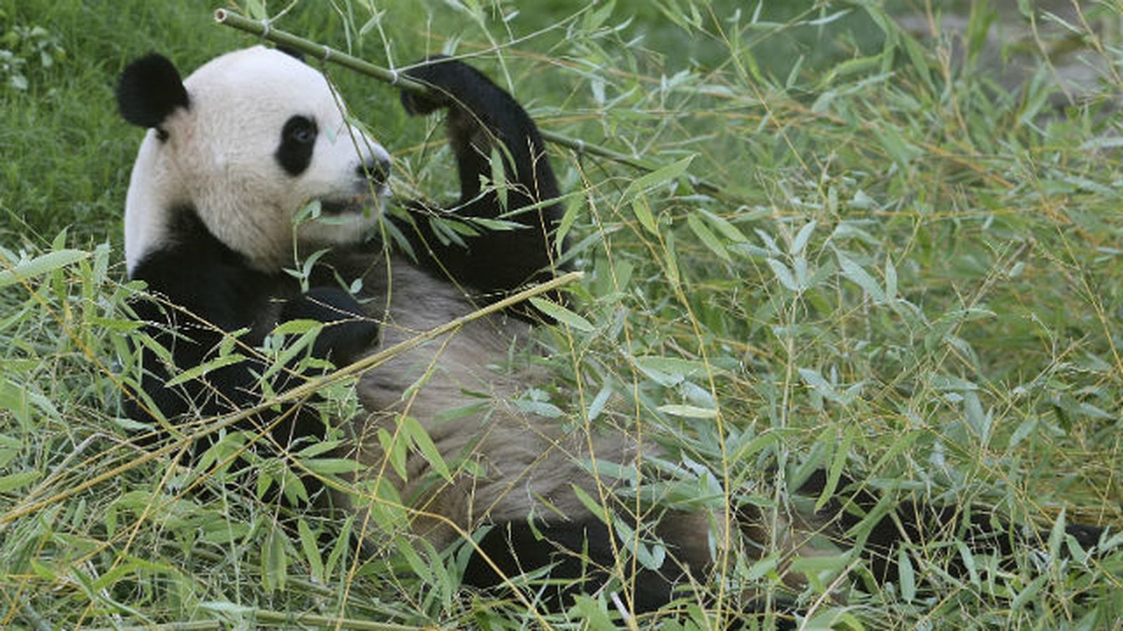 Oso panda