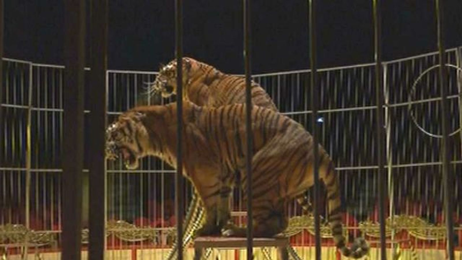 Madrid mantiene que los ayuntamientos son los responsables de los circos con animales