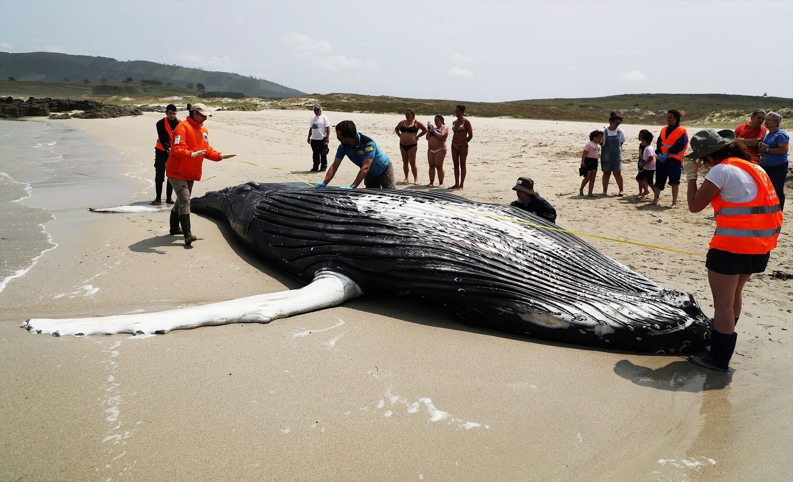 La ballena, de casi 10 metros de largo, apareció muerta