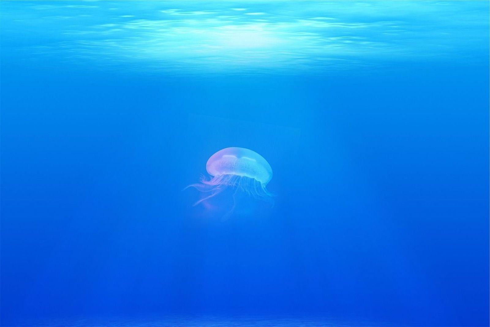 Medusapp: cómo saber si hay medusas en la playa