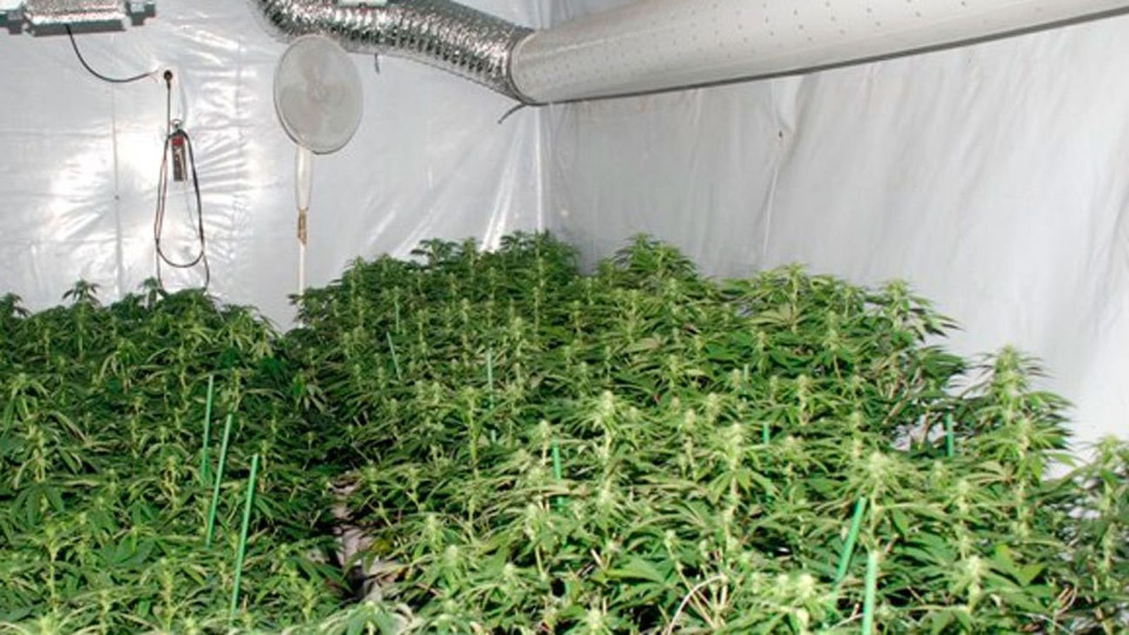 Plantación de marihuana