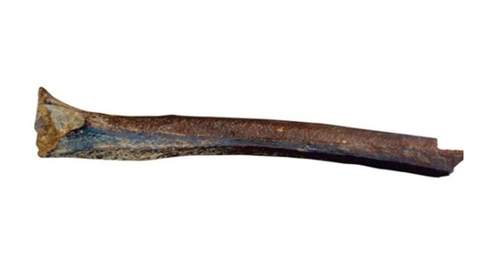 femur_genoma1