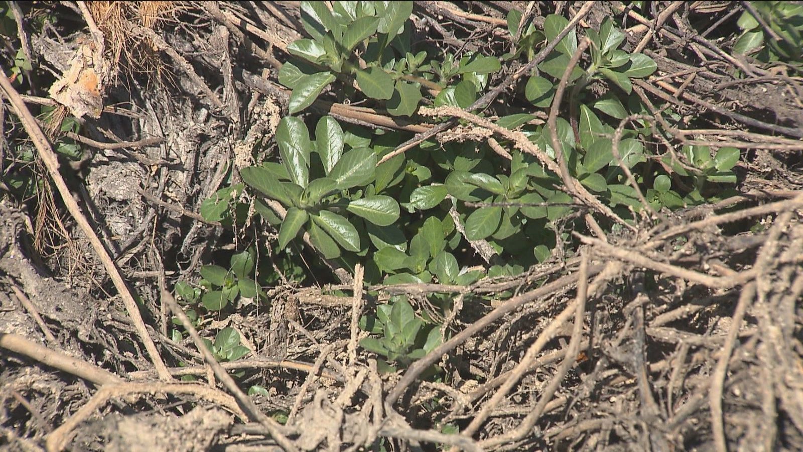 La lucha contra una planta acuática invasora en el Arroyo de Meaques