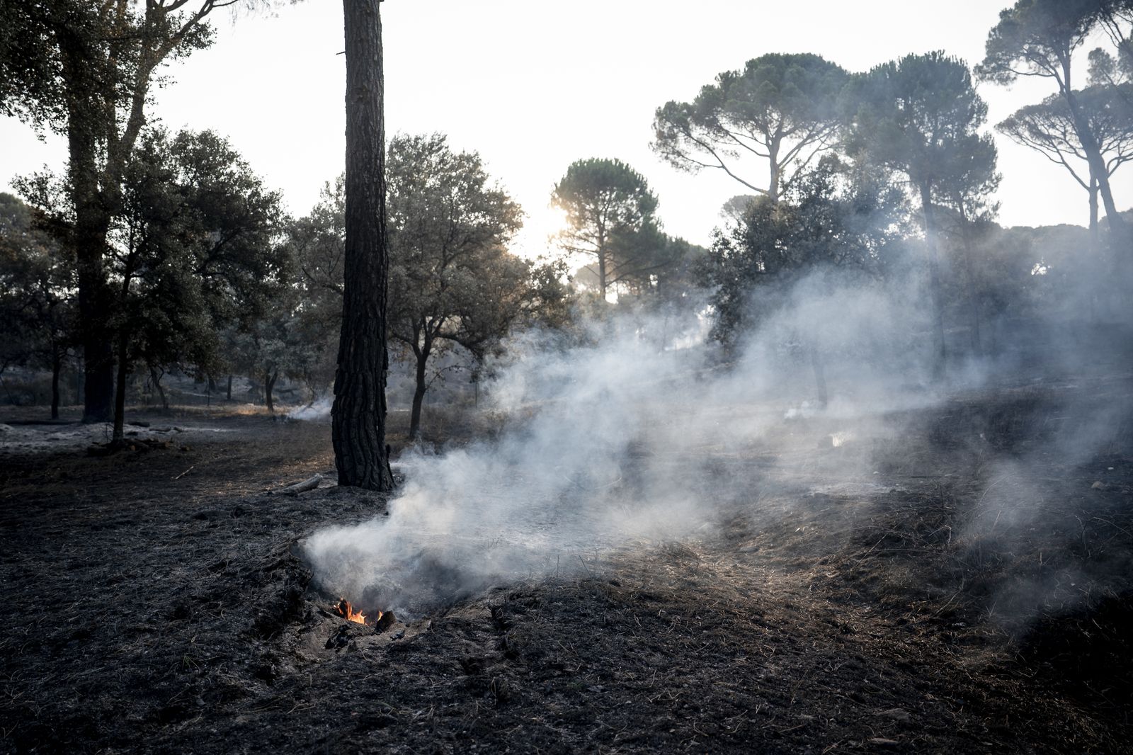 Incendio de la Sierra Oeste