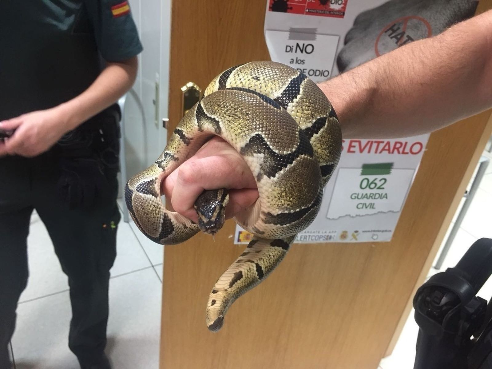 Ejemplar de serpiente pitón recuperada en el baño de una casa de Ciempozuelos
