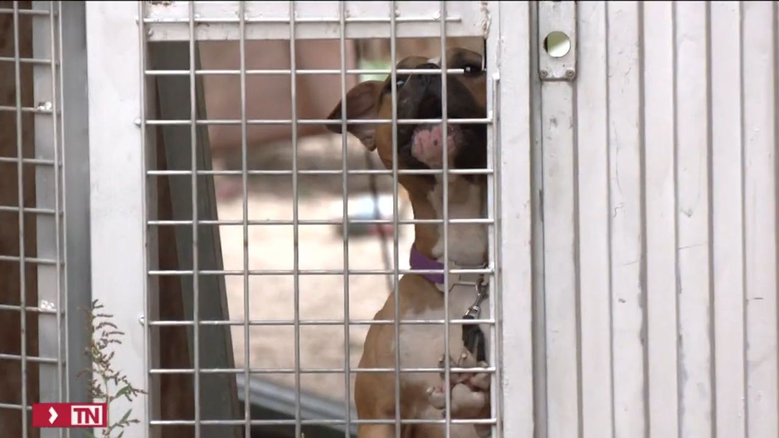 Muere una anciana tras ser atacada por perros