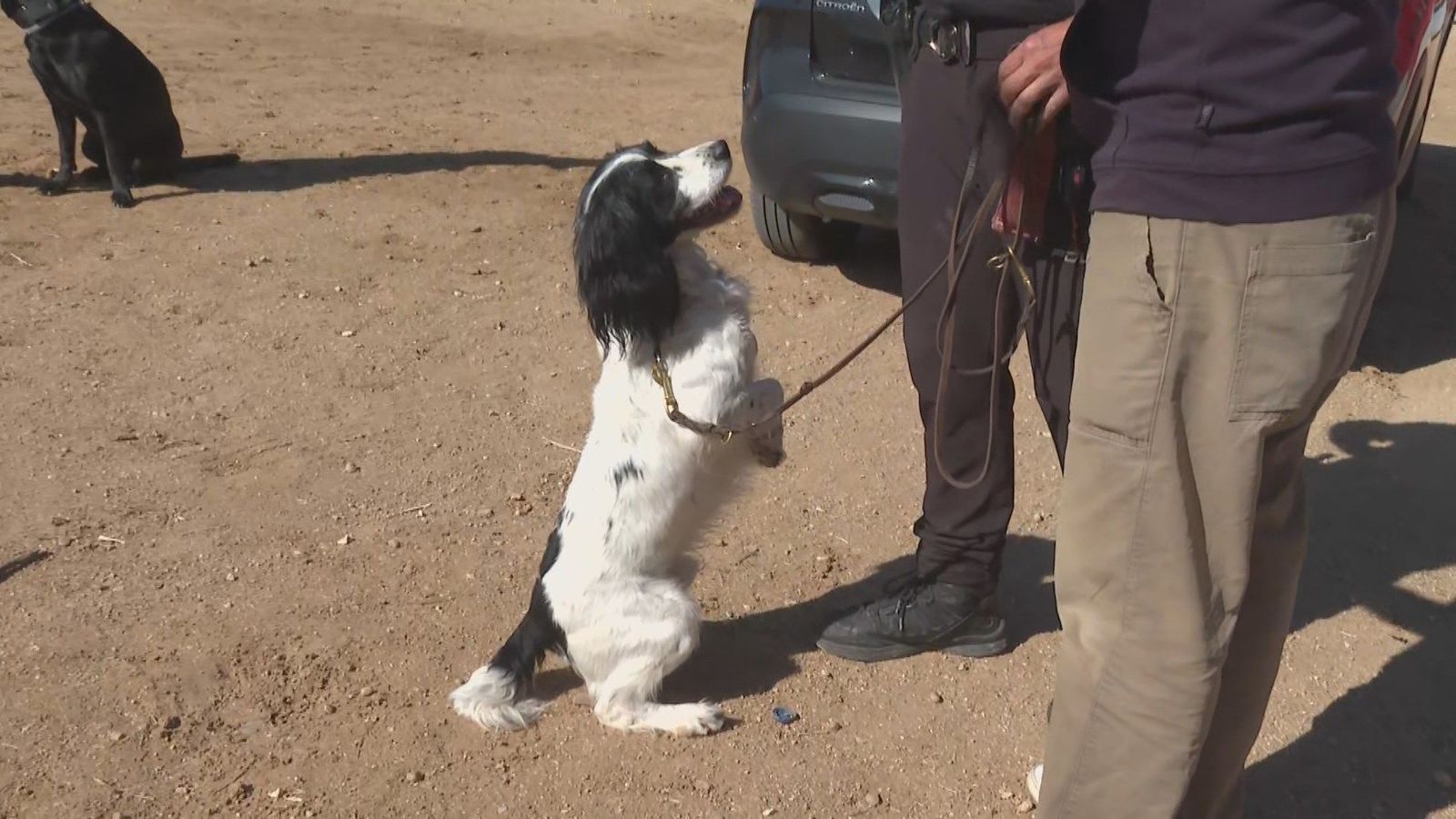 Los héroes de cuatro patas toman Paracuellos: así trabaja la Unidad Canina K9