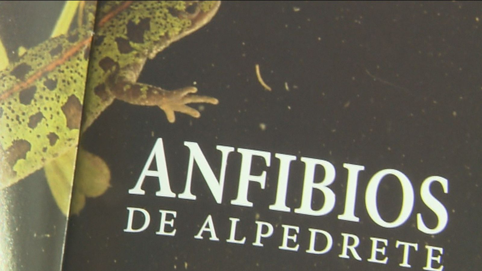 Los humedales de Alpedrete, hogar del 60% de especies de anfibios de Madrid