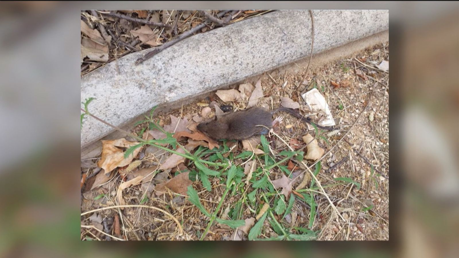 Rata muerta en un terreno urbano