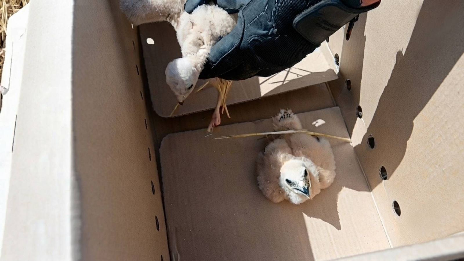 Salvados tres aguiluchos de las cosechadoras en Fuentidueña de Tajo gracias al aviso de unos agricultores