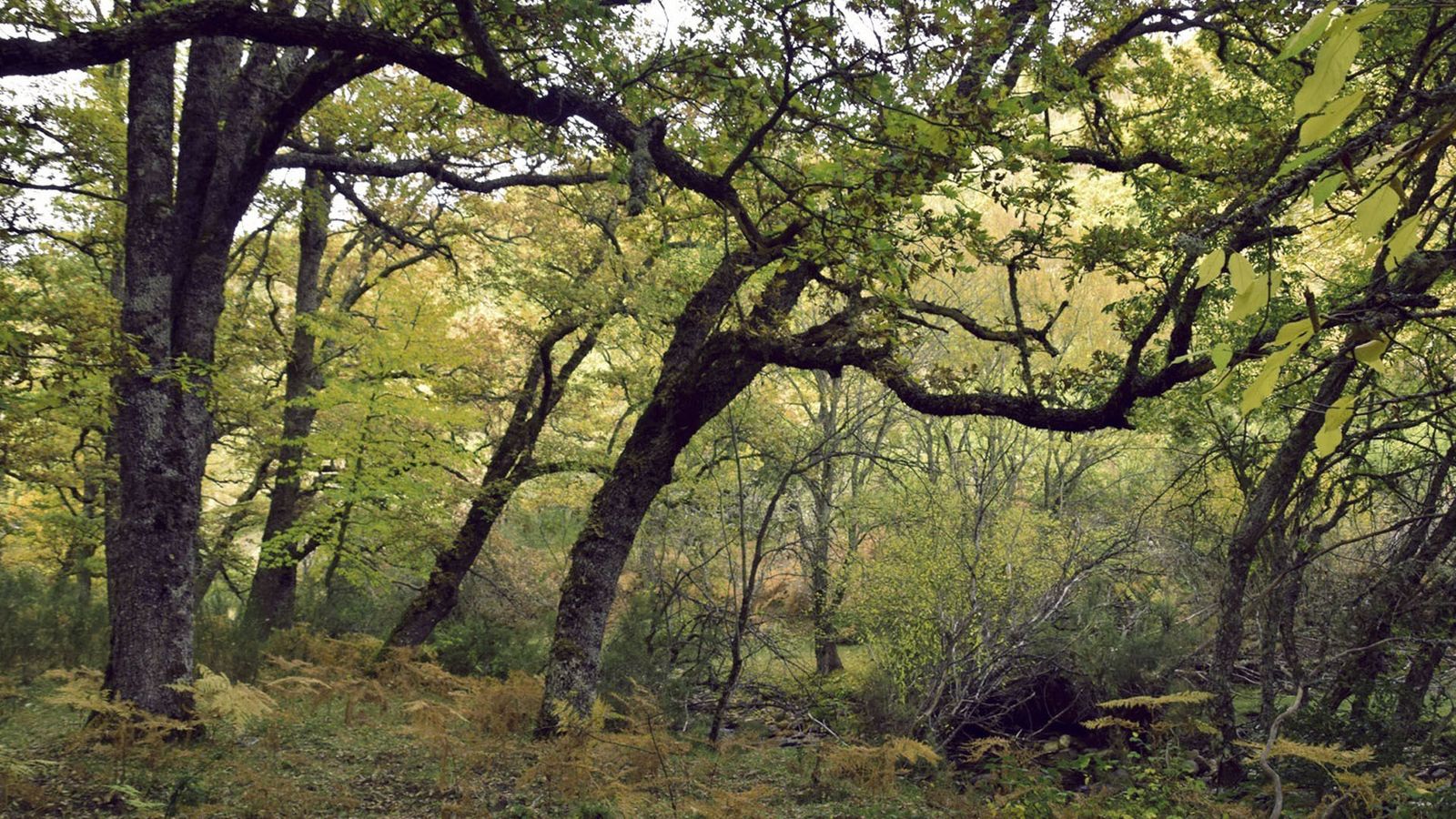 Hayedo de Montejo de la Sierra