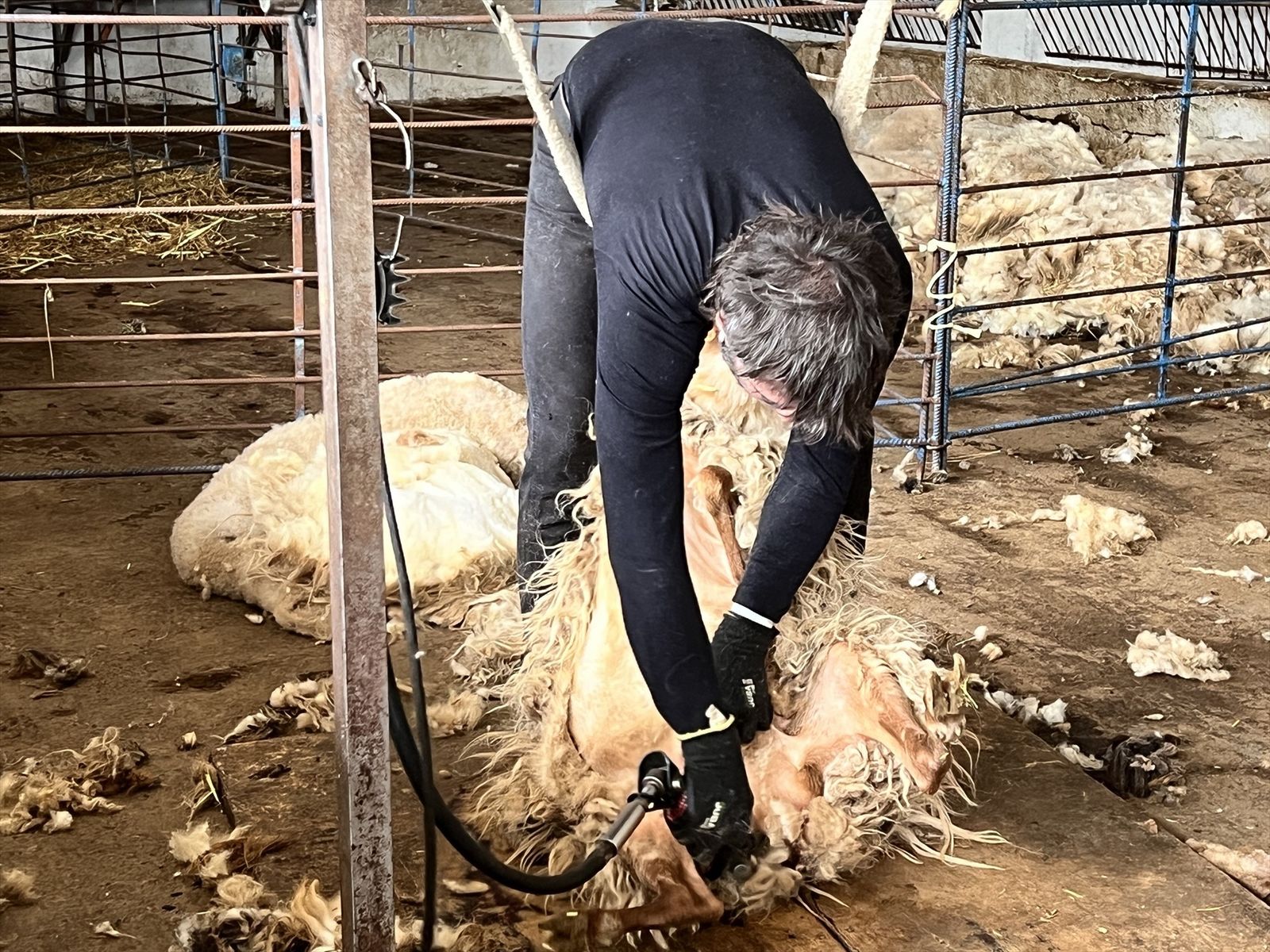 Esquileo de una oveja