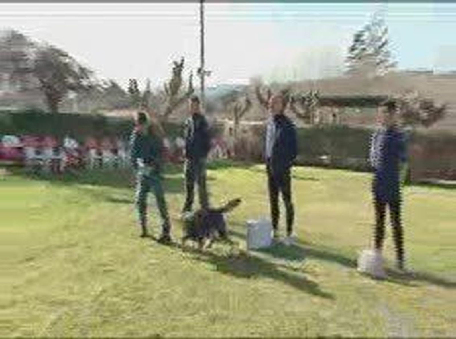 perros