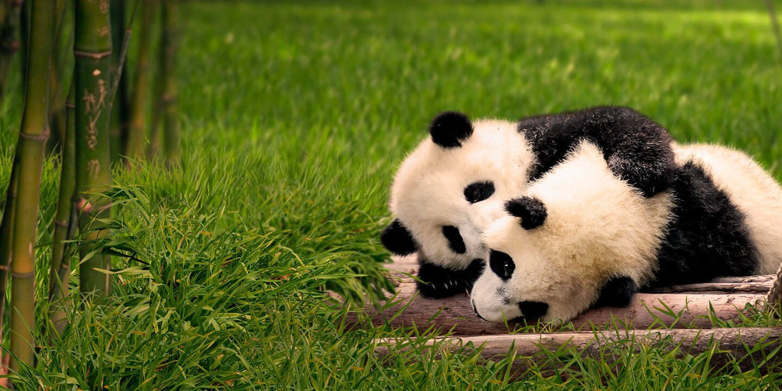 Los panda bebés del Zoo de Madrid