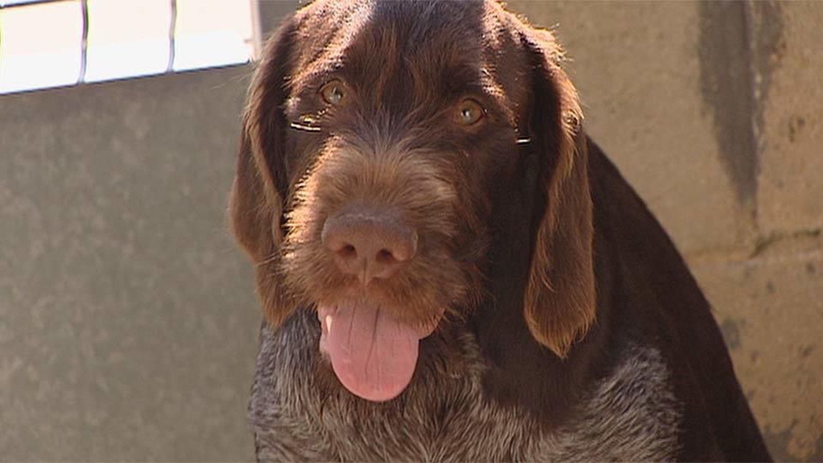 Las protectoras de animales madrileñas piden auxilio