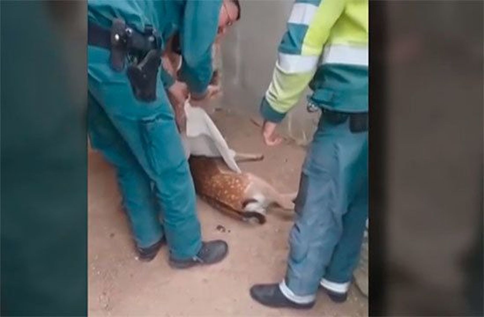 La Guardia Civil rescata en Navalagamella una cría de gama herida por atropello