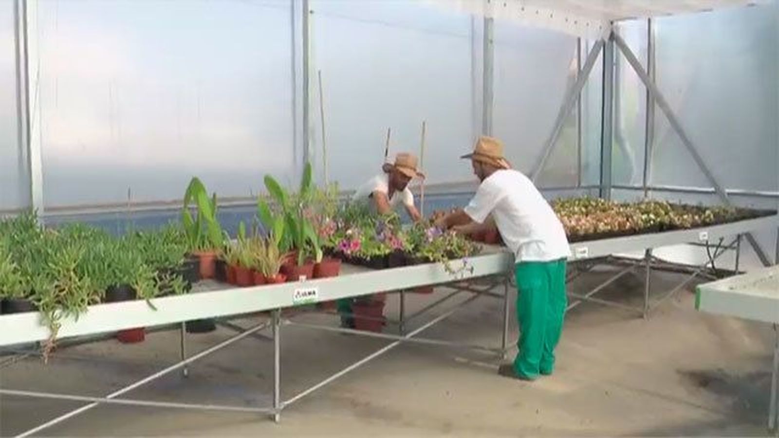 La Comunidad de Madrid entrega más de mil plantas a la Fundación Trébol