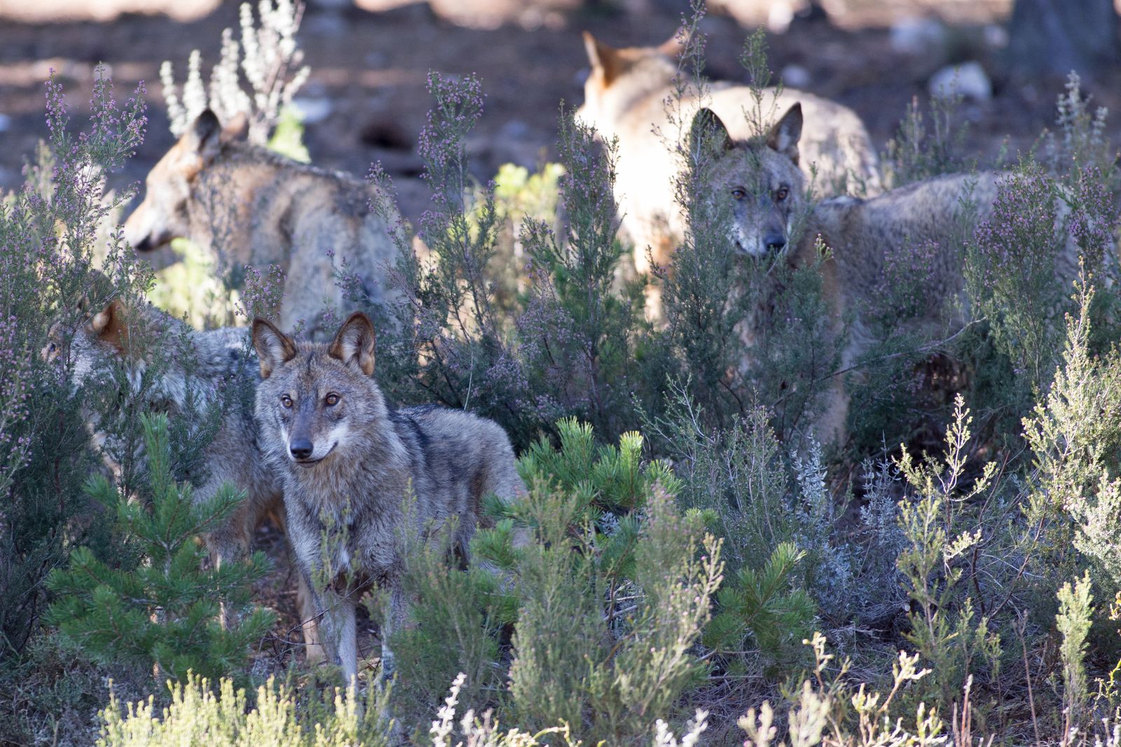 Lobos del Centro del Lobo Ibérico en Zamora