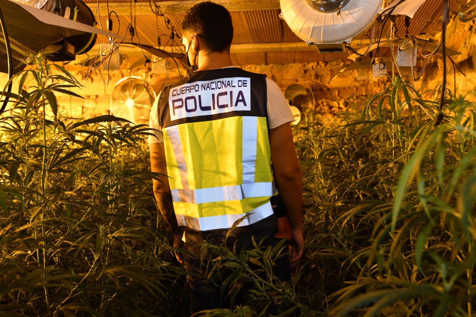 La policía desmantela una red que ocupaba fincas para plantar marihuana en Madrid y Guadalajara