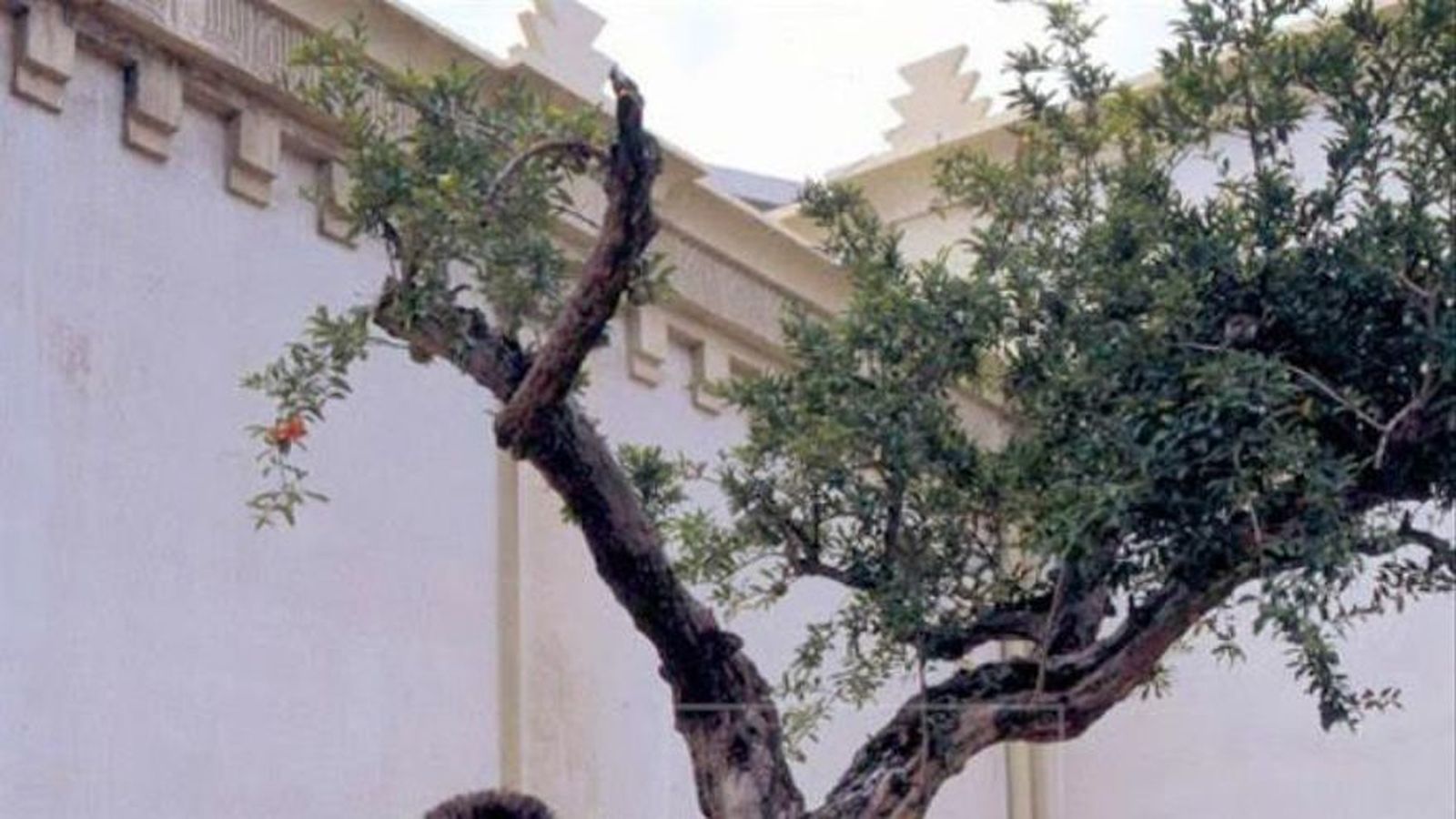 El proyecto de Yoko Ono "Wish Tree" llega a Madrid en su 25 aniversario