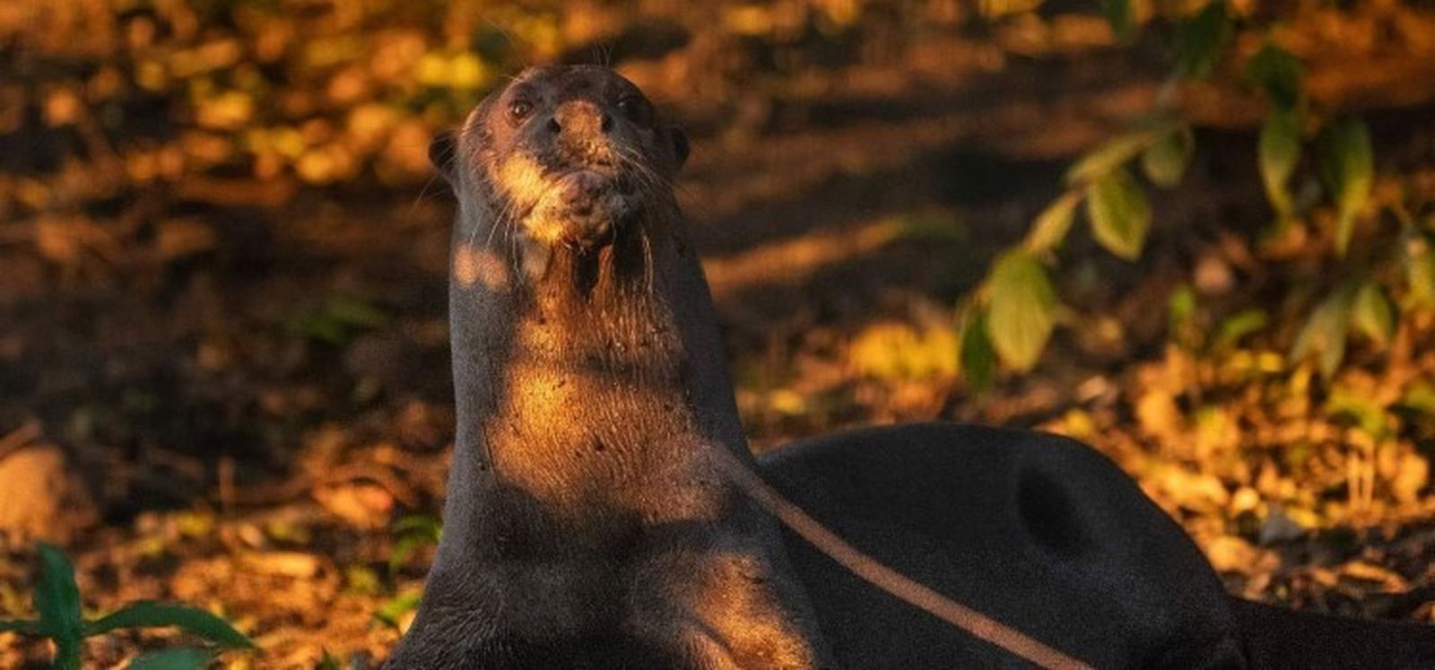 Ejemplar de nutria gigante (Pteronura brasiliensis)