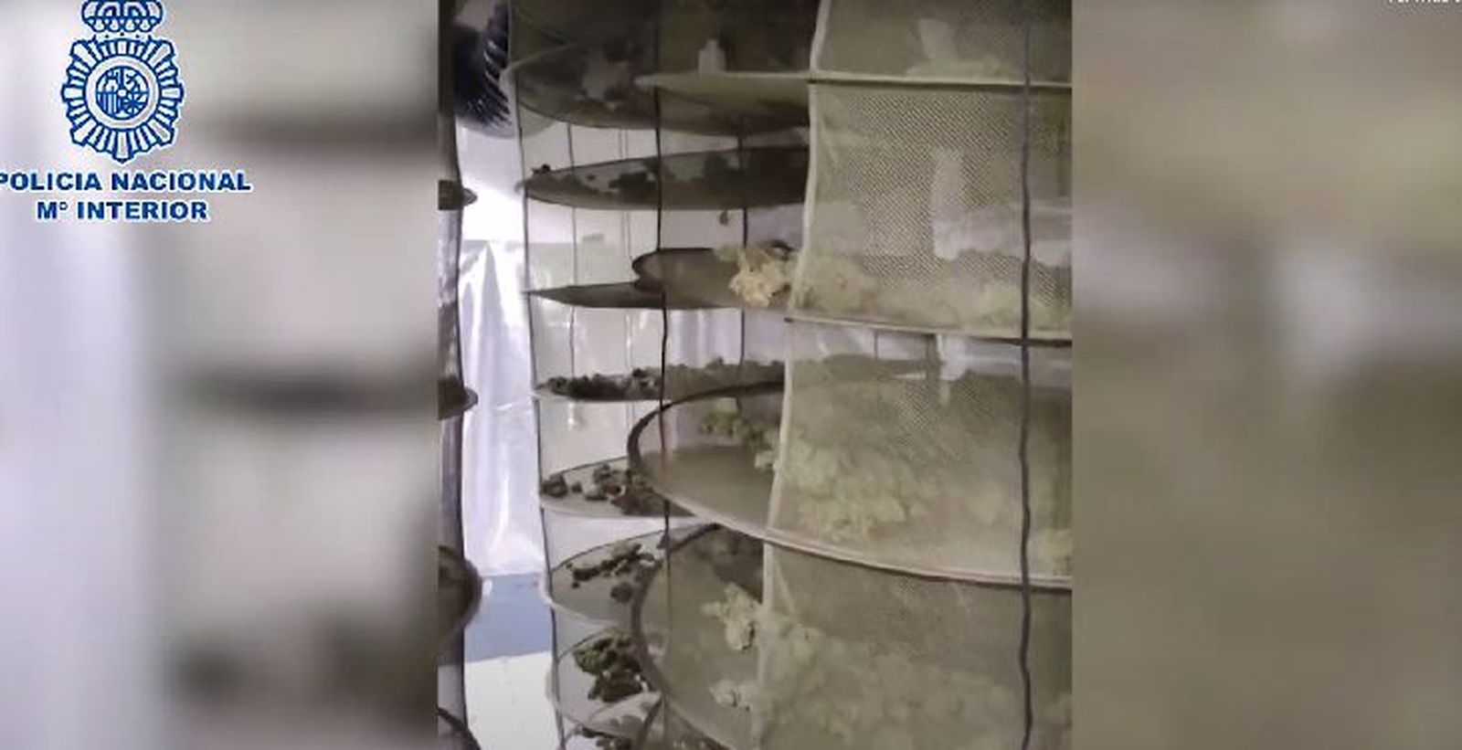 Cogollos de marihuana requisados en un chalé de Fuente el Saz del Jarama