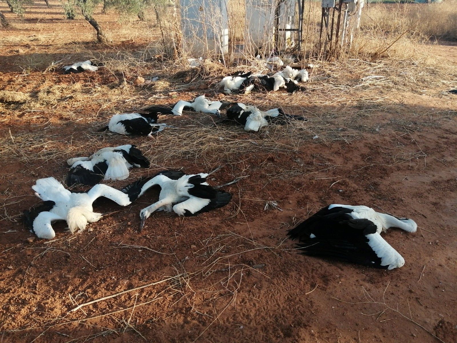 Cigüeñas muertas en un paraje de Marchena (Sevilla)