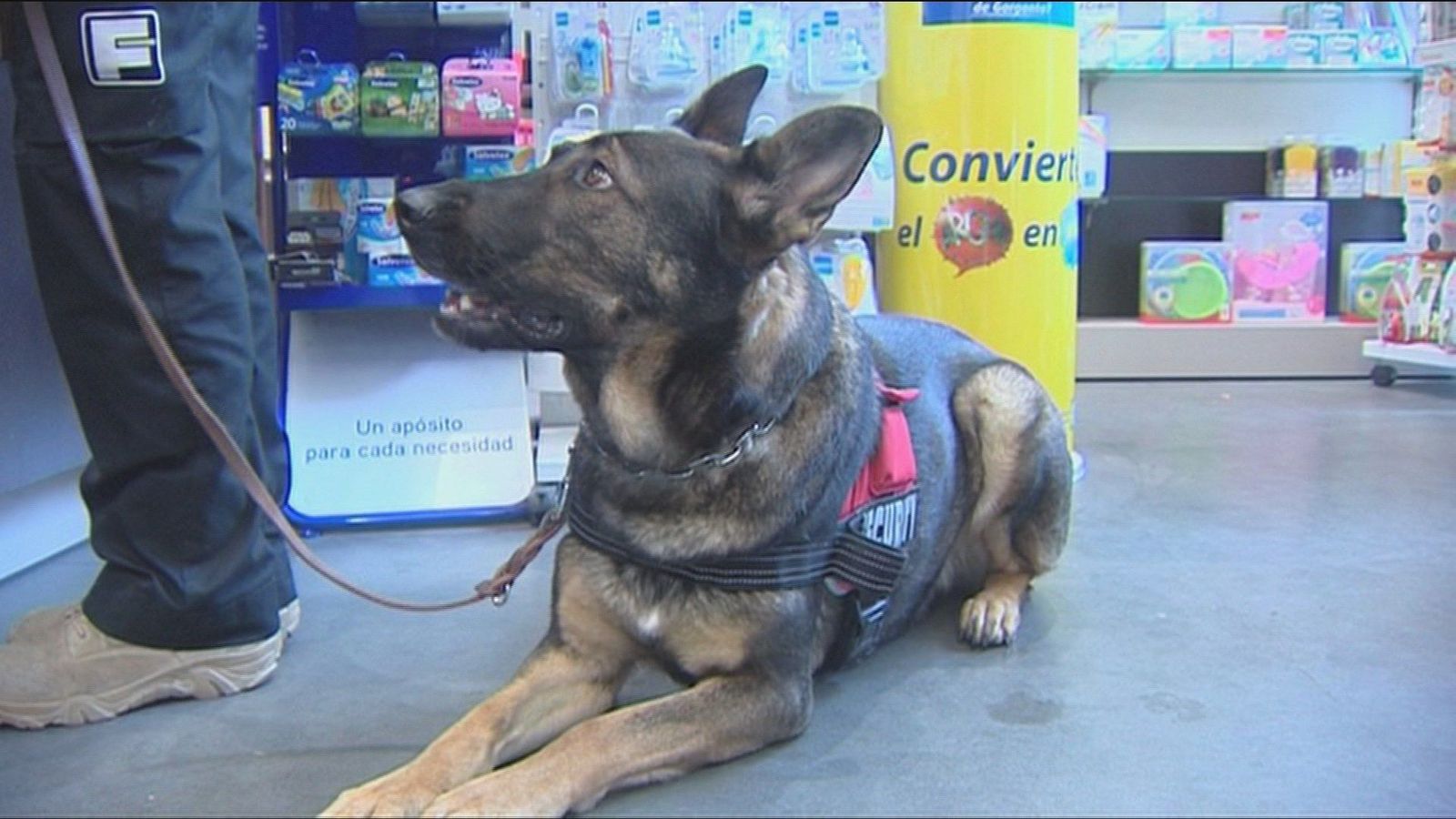 Silvia, una mujer maltratada, pide que su perro de protección pueda acceder a sitios públicos