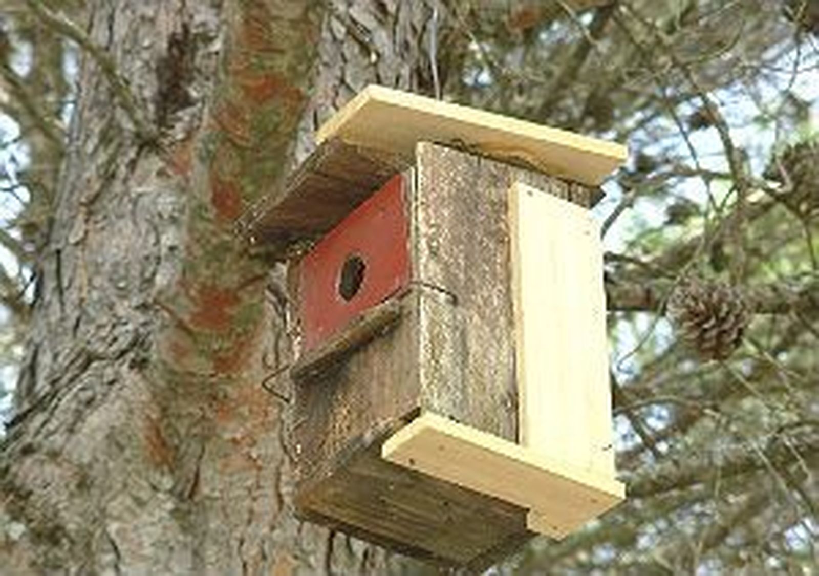 Cajas-nidos en el Parque de Guadarrama
