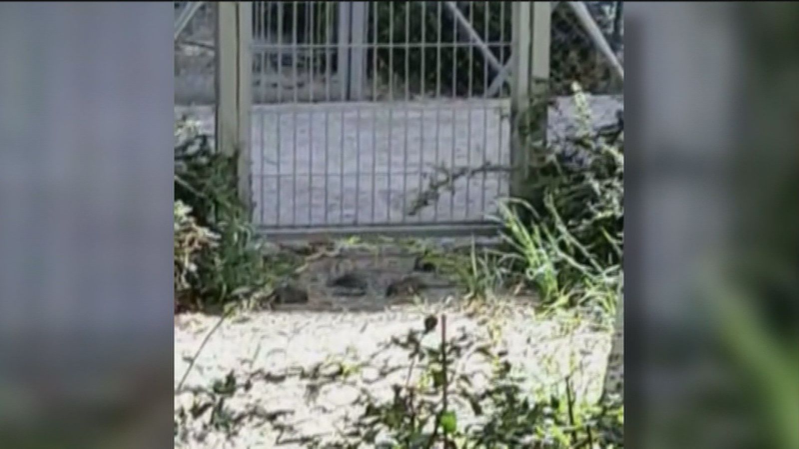 Las ratas campan a sus anchas en los jardines de varias fincas de Avenida de América