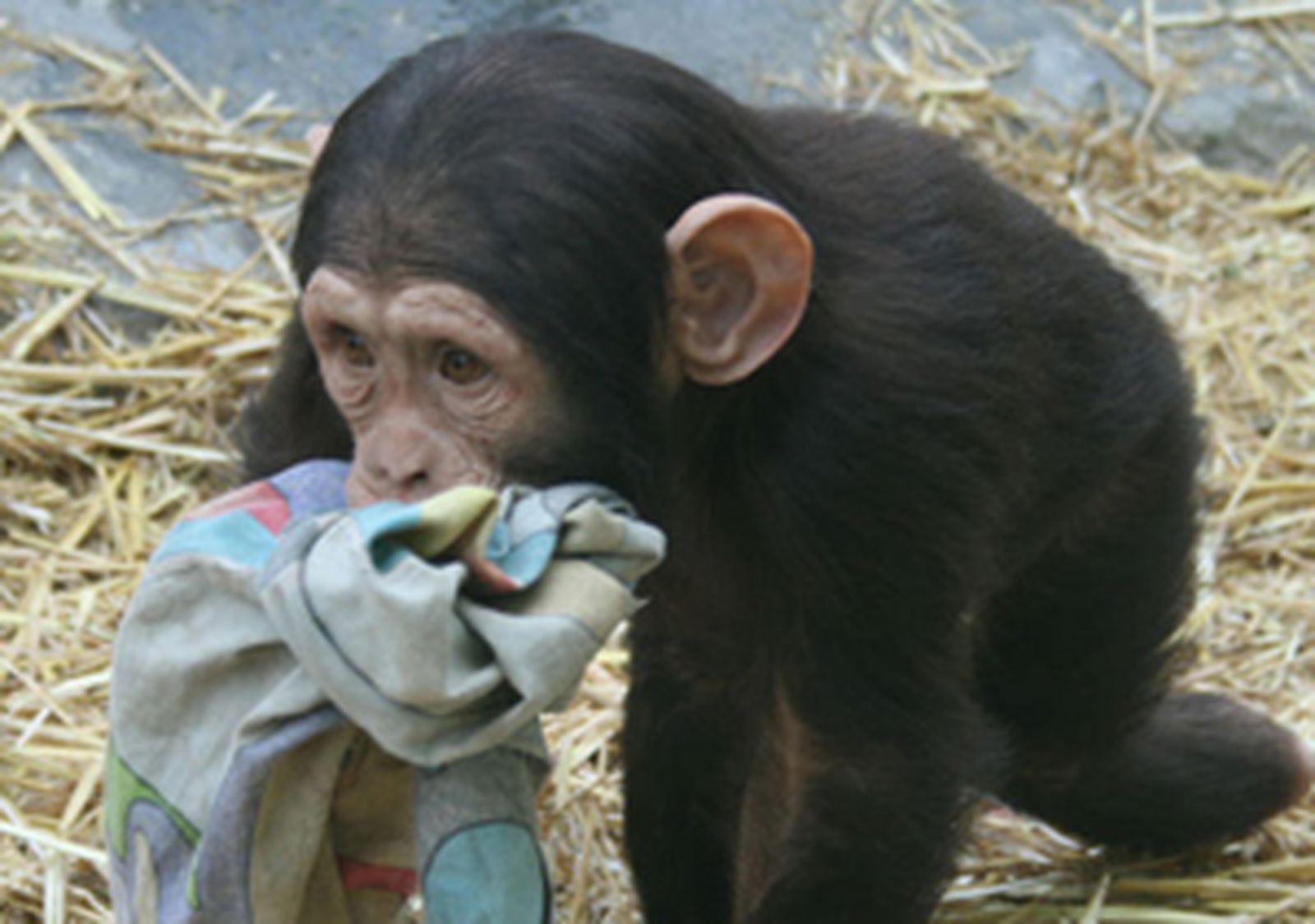 chimpance470