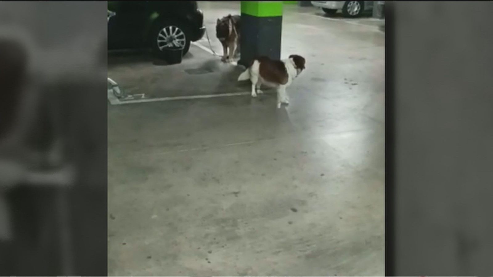 Deja a sus perros atados en el garaje y se va a trabajar