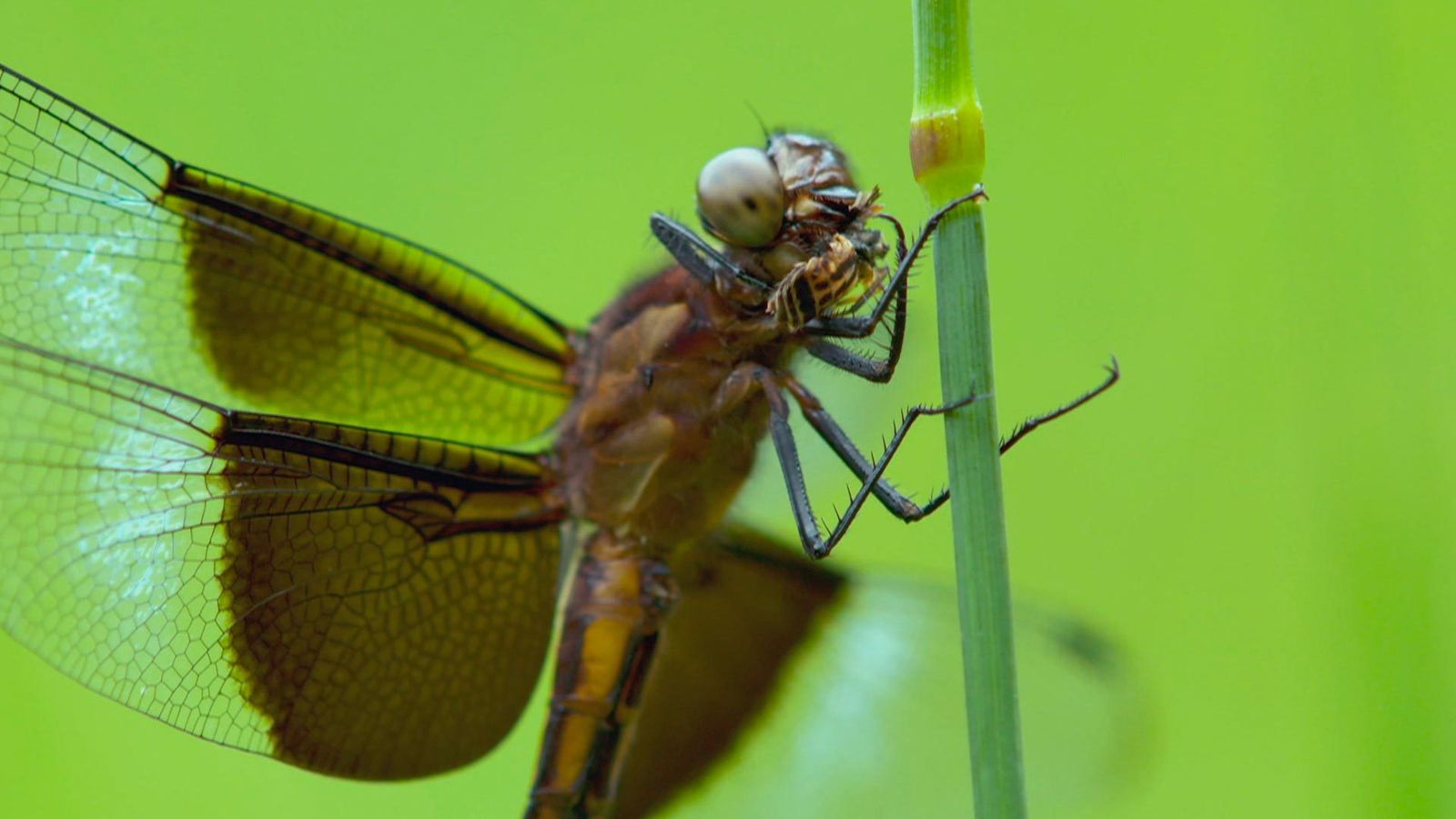 Insectos