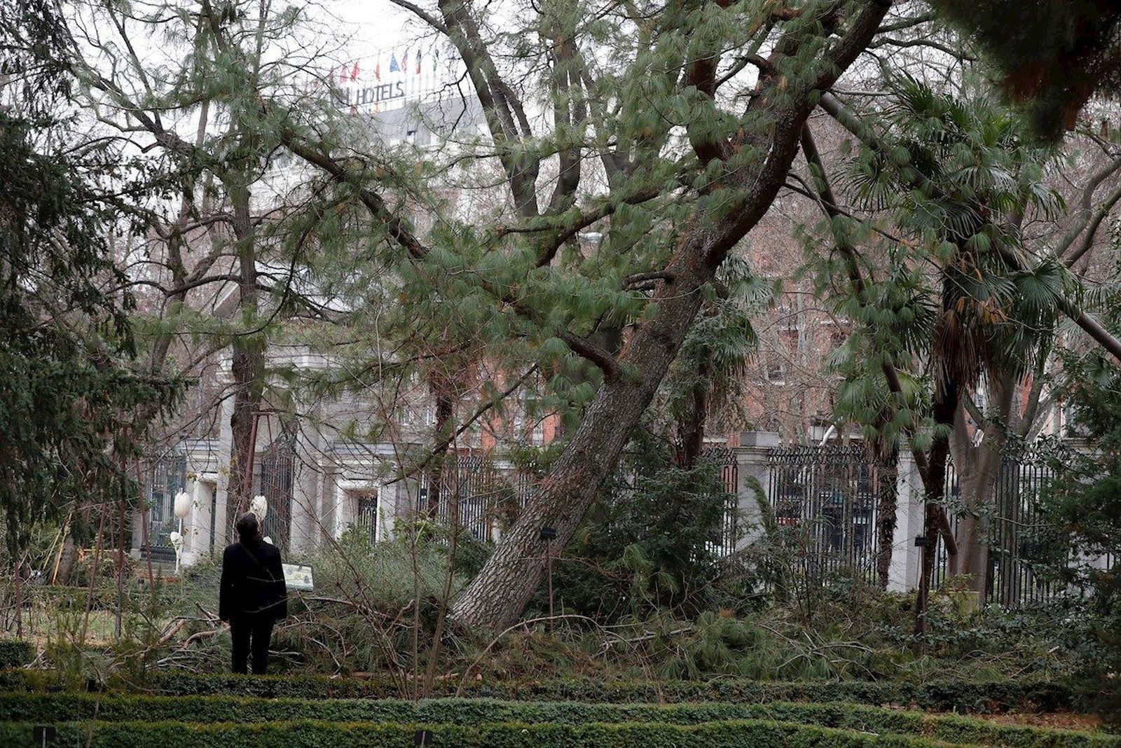 Reabre el Jardín Botánico tras perder el 2% de los árboles por la borrasca Filomena