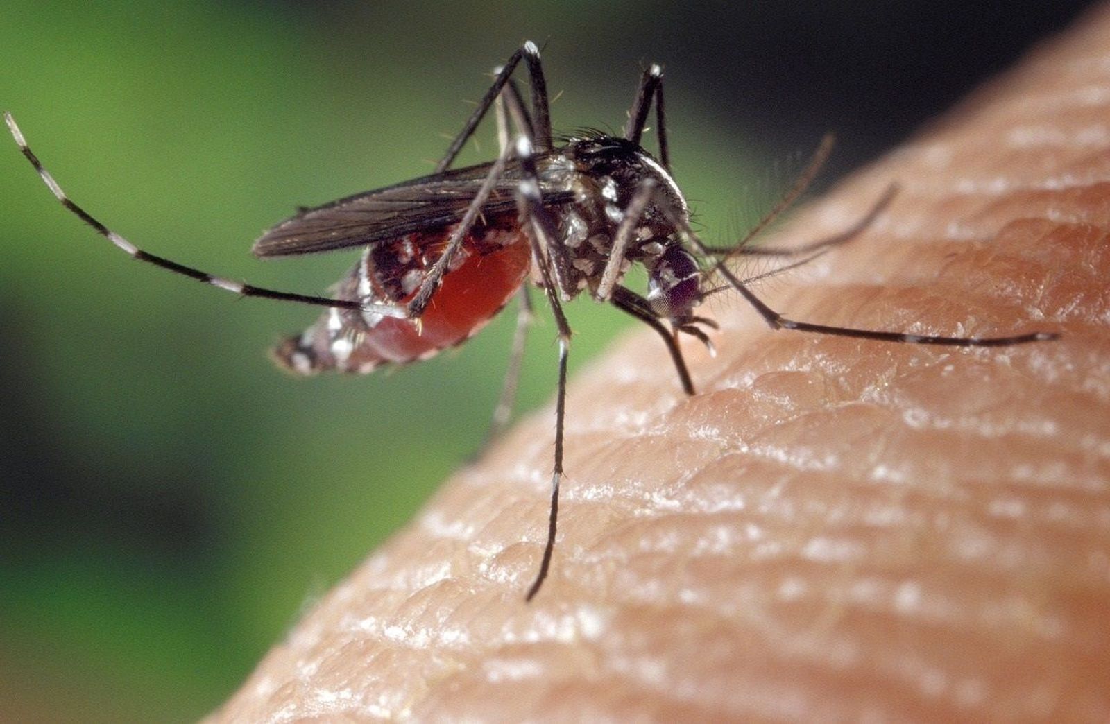 Alertan de la expansión "desatada" del mosquito tigre en España debido a las altas temperaturas