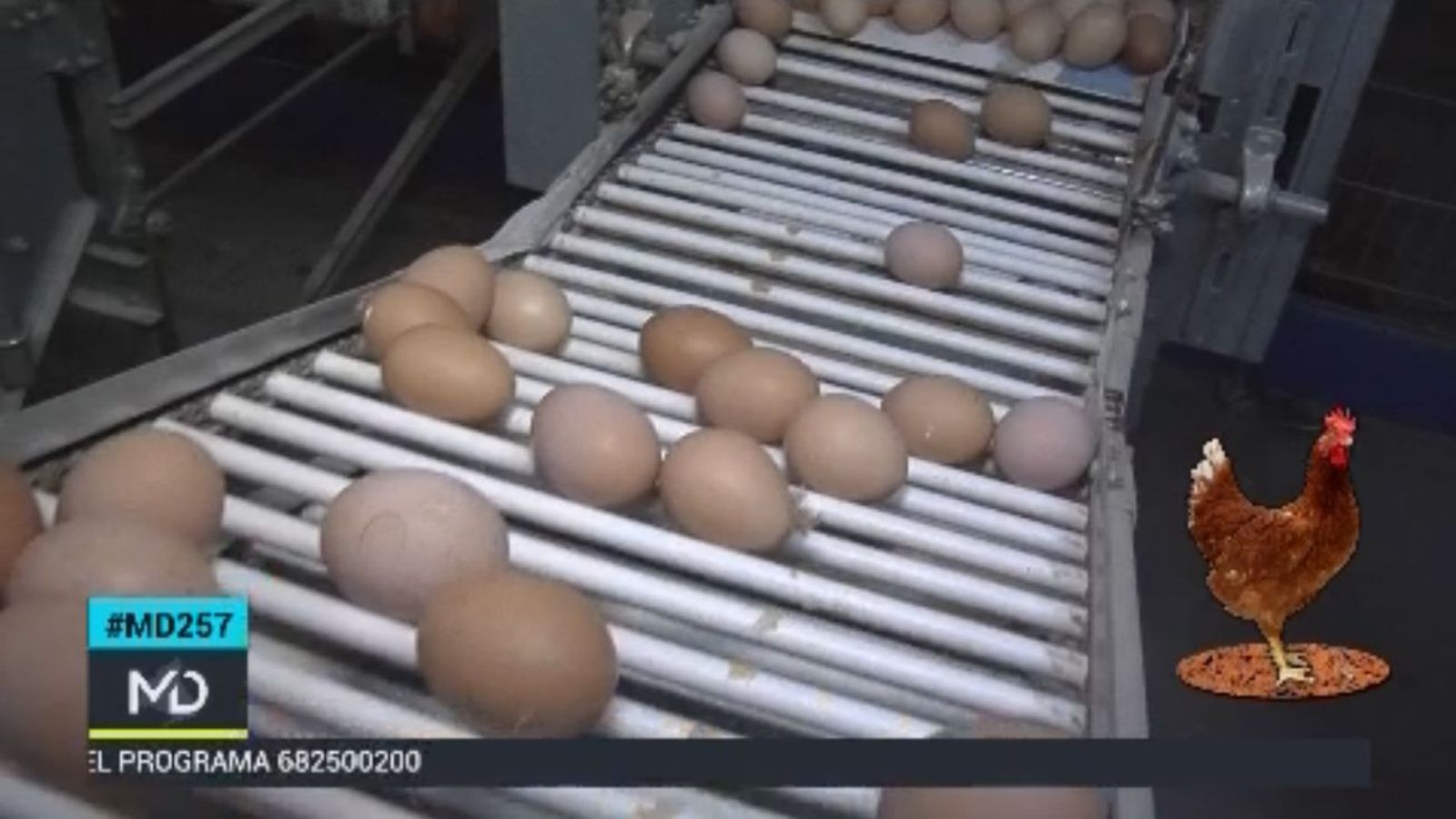 Proceso de clasificación de los huevos camperos