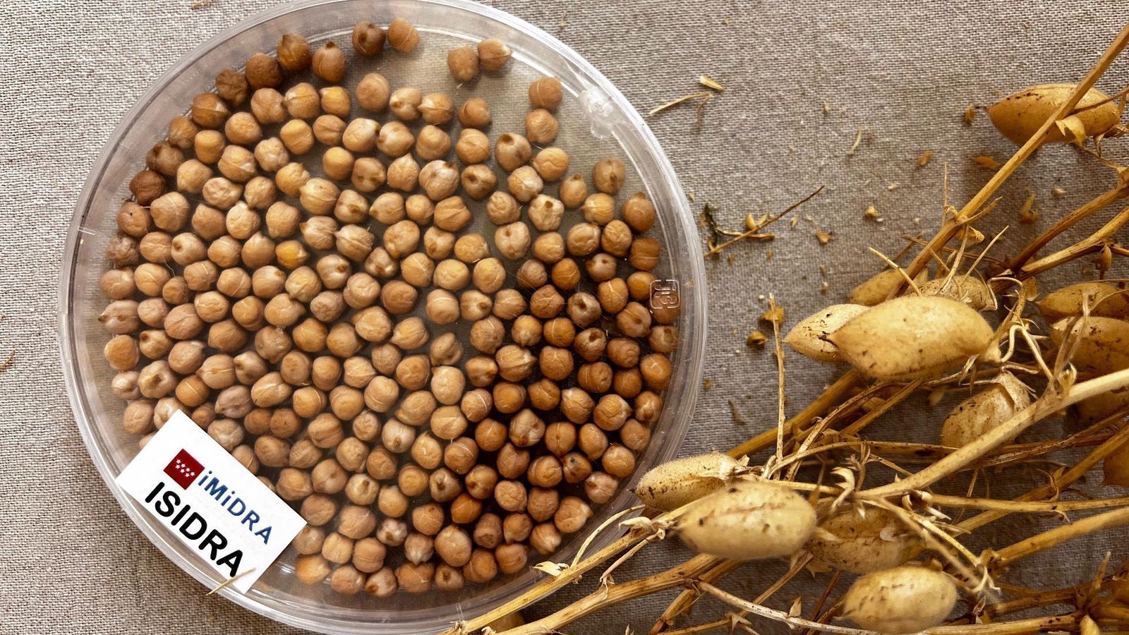 Isidra, un garbanzo madrileño más resistente ante las plagas y más nutritivo