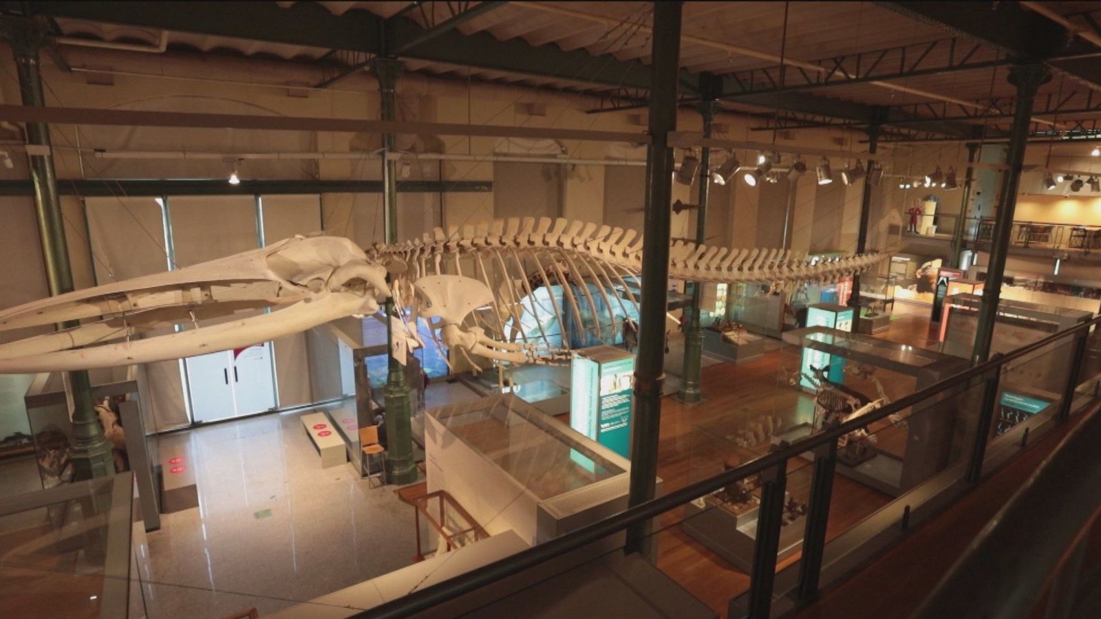 El Museo de Ciencias Naturales, el segundo más antiguo del mundo, cumple 250 años