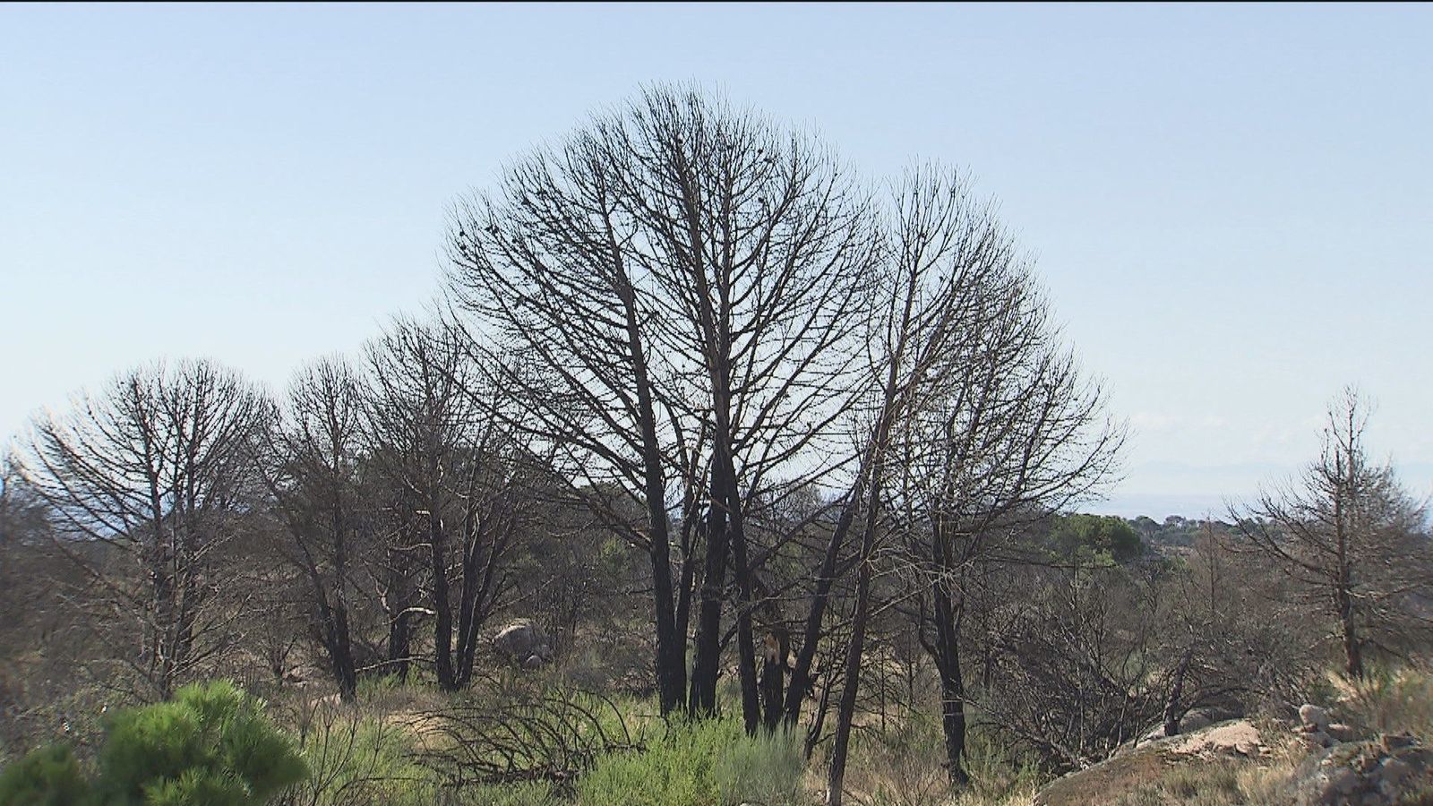 Comienza la reforestación en Cadalso de los Vidrios de la zona afectada por el incendio de 2019