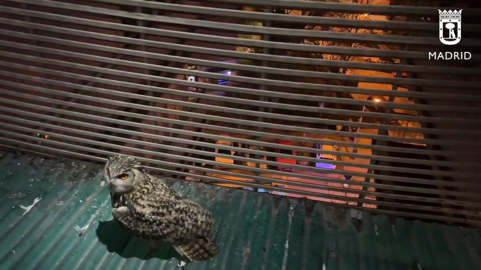 Rescatado un búho real en La Latina