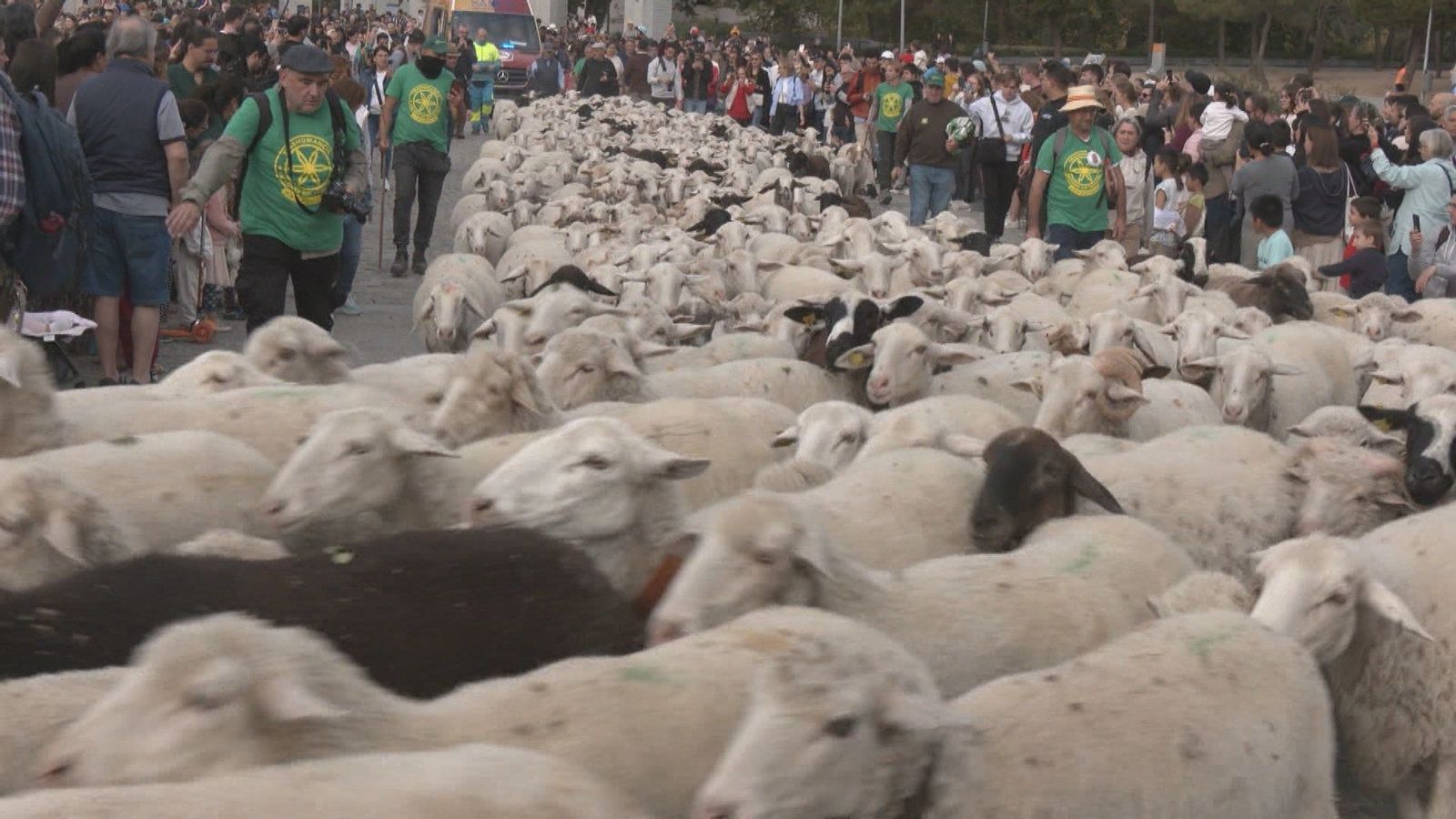 La acampada de Sol deja a los madrileños sin el tradicional recorrido de la fiesta de la Trashumancia