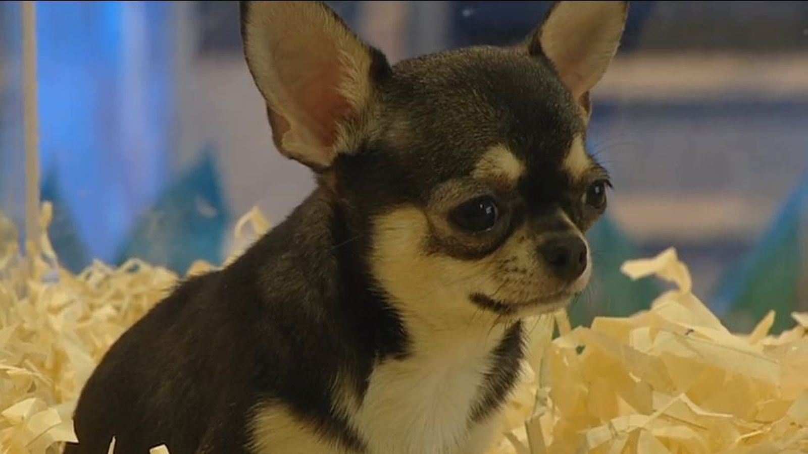 El Gobierno obligará a los dueños de mascotas a hacer un curso formativo