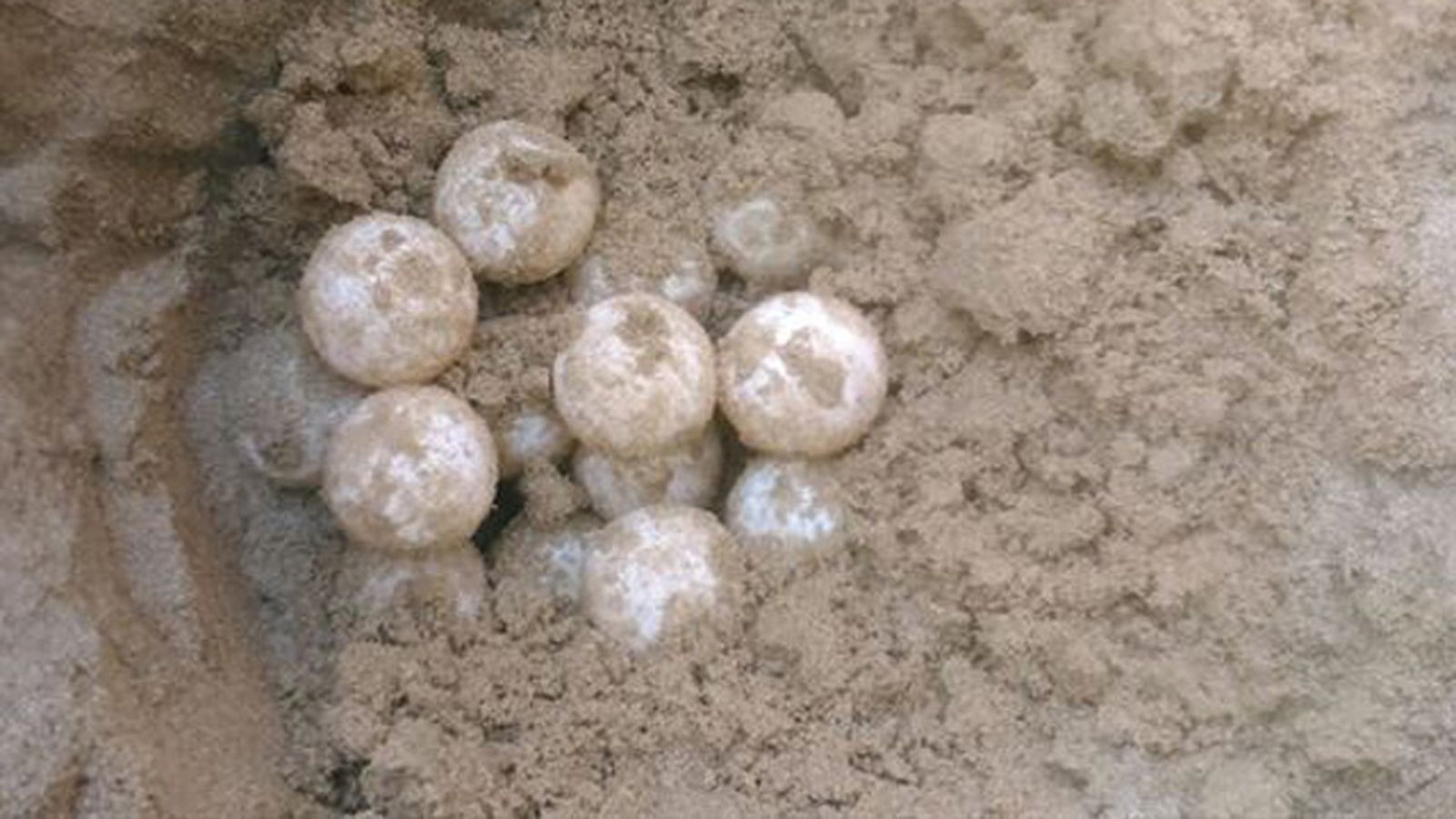 tortugamarina_121