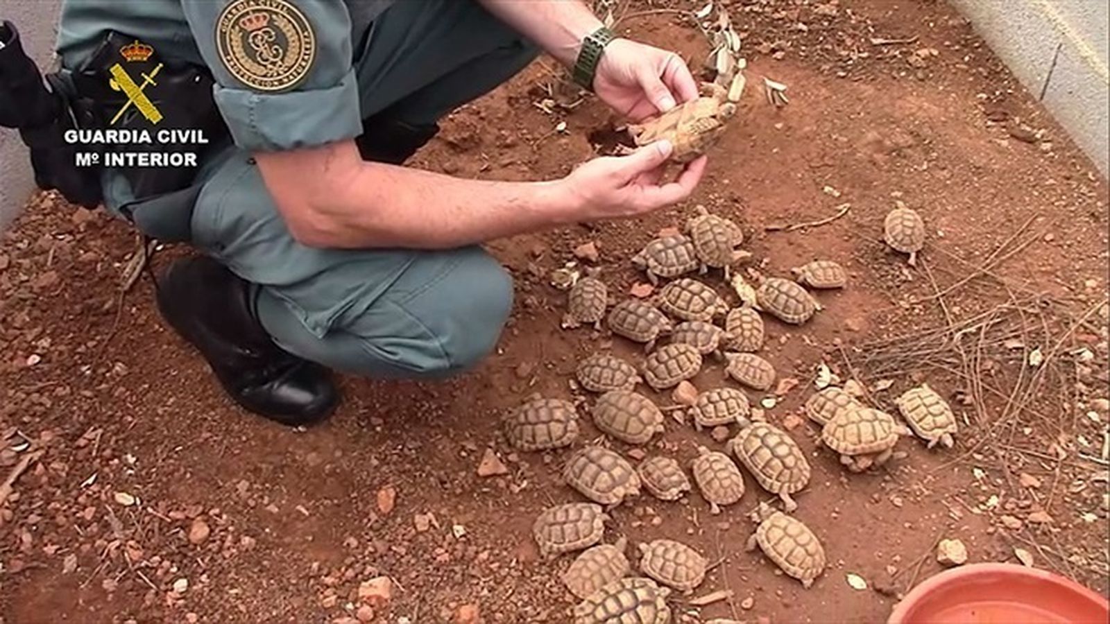 Operación de la Guardia Civil contra el tráfico de especies amenzadas